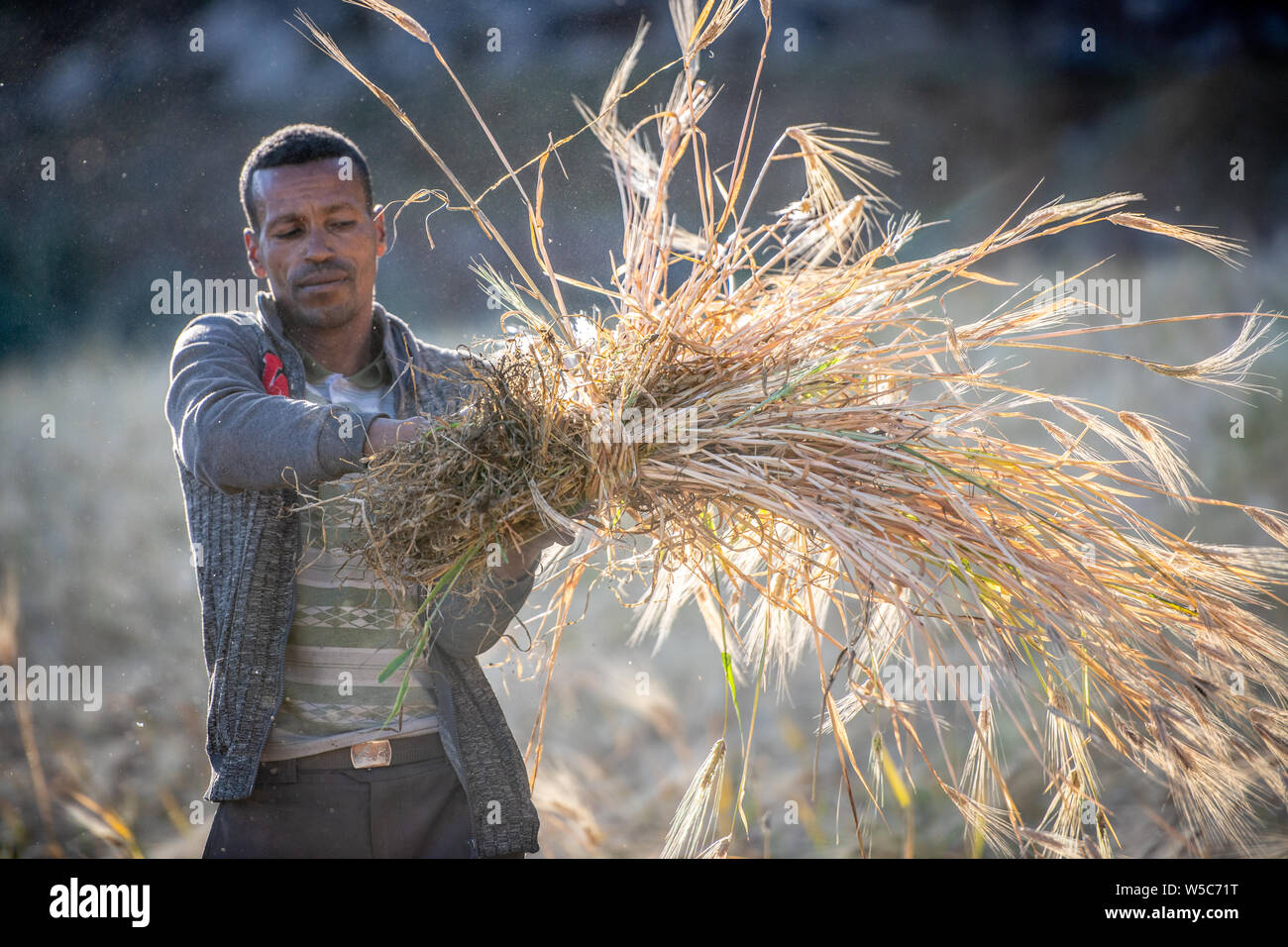 A man harvesting barley near Ankober, Ethiopia Stock Photo - Alamy