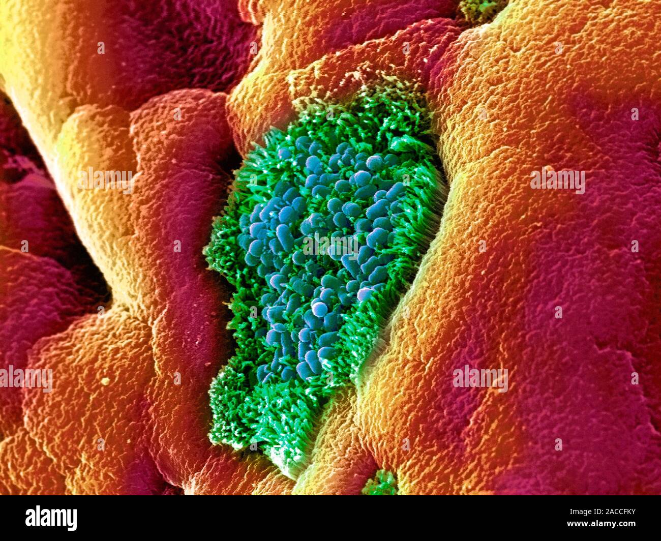 E. coli bacteria. Coloured scanning electron micrograph (SEM) of ...
