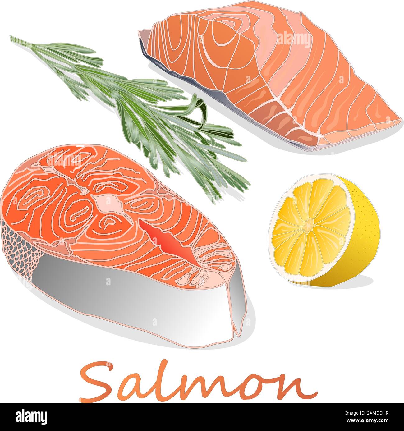 Raw salmon fillets with herbs on white background. Vector illustration ...