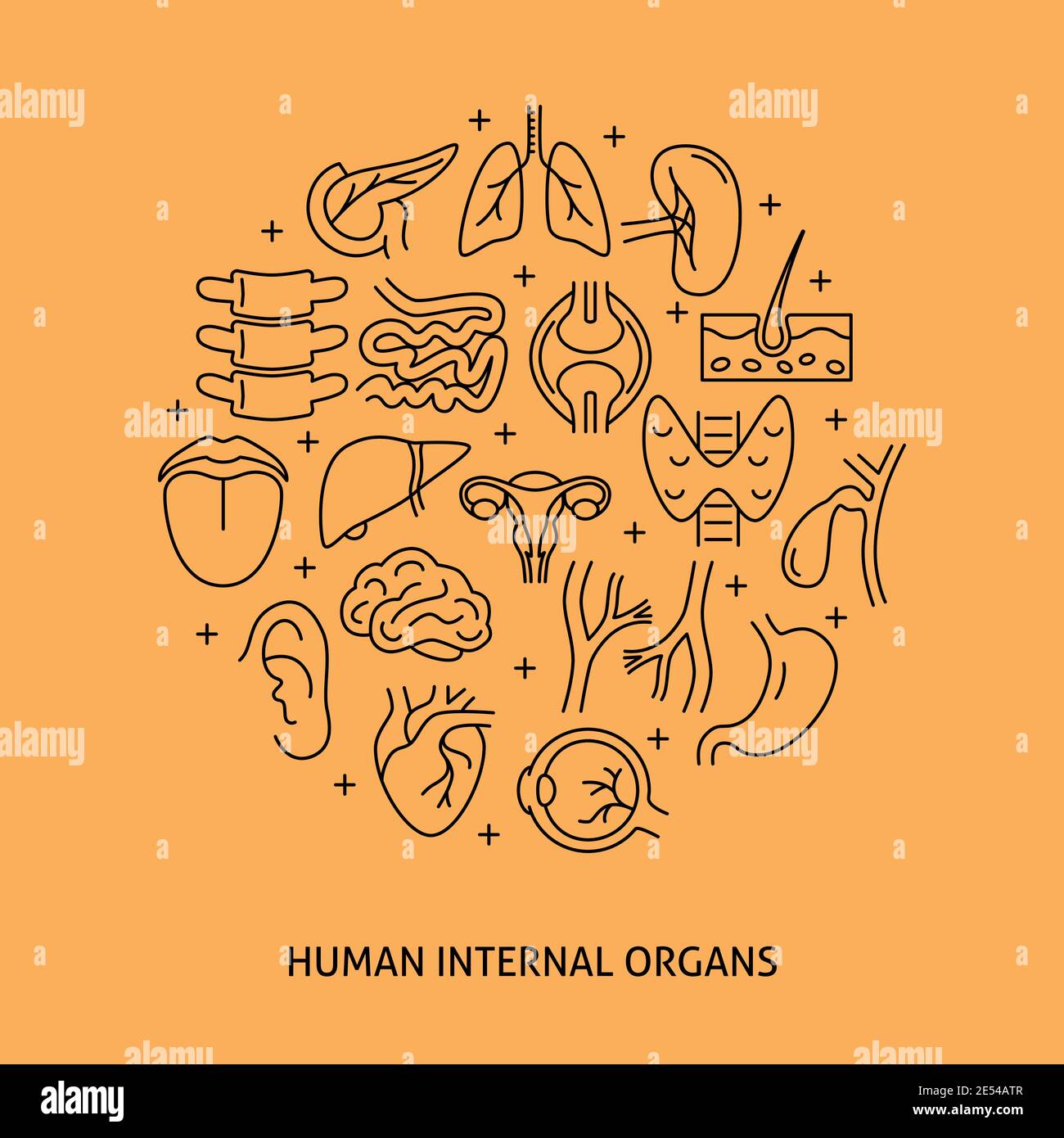 Human internal organs round banner in thin line style. Medical science ...