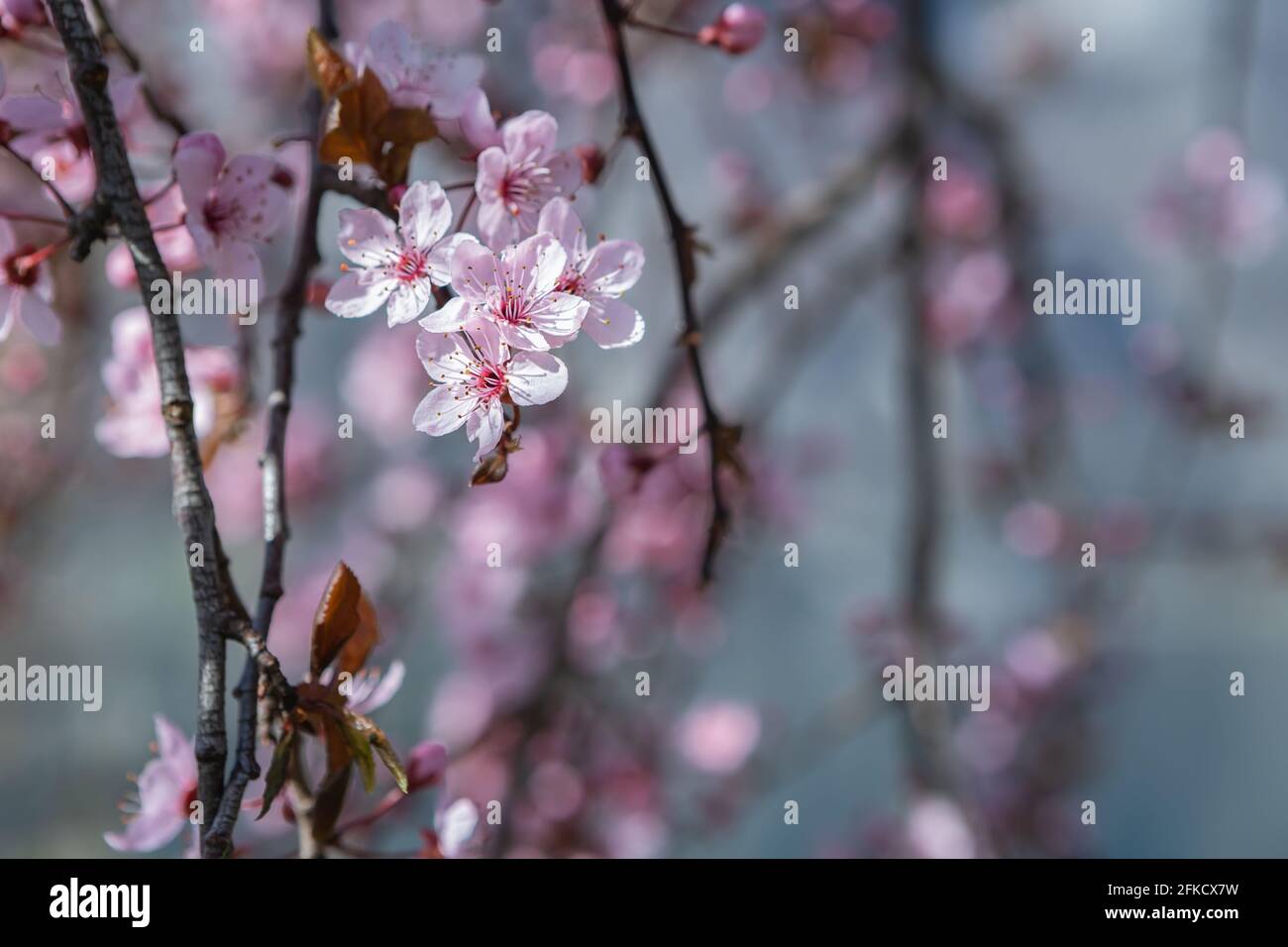 Cherry tree blossoms in the springtime. Branches of sunny cherry tree ...