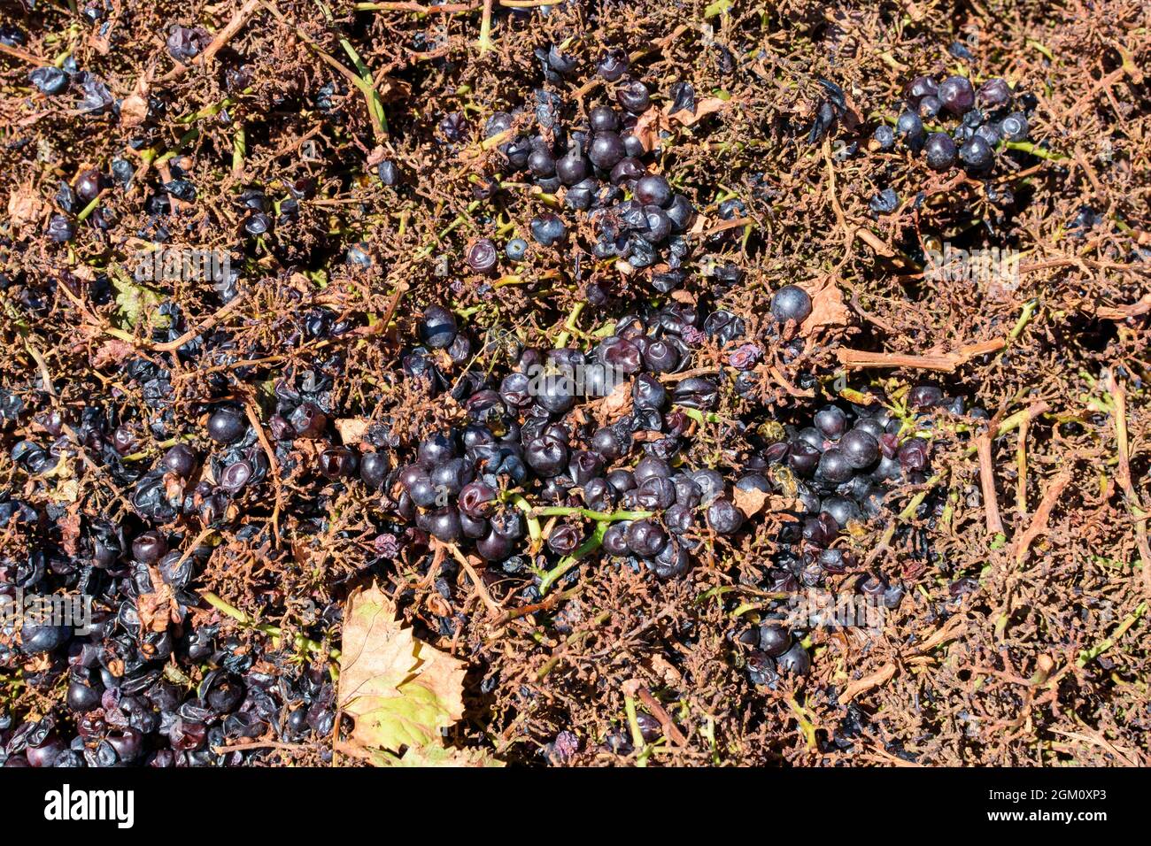 Grape pomace - the solid remains of grapes after pressing for juice and ...