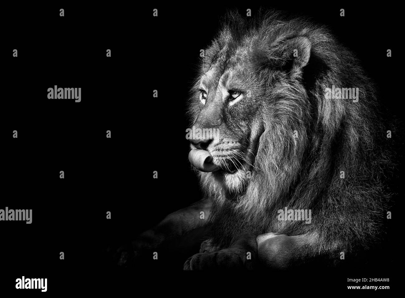 Lion isolated black & white background , wildlife hunter african Stock ...