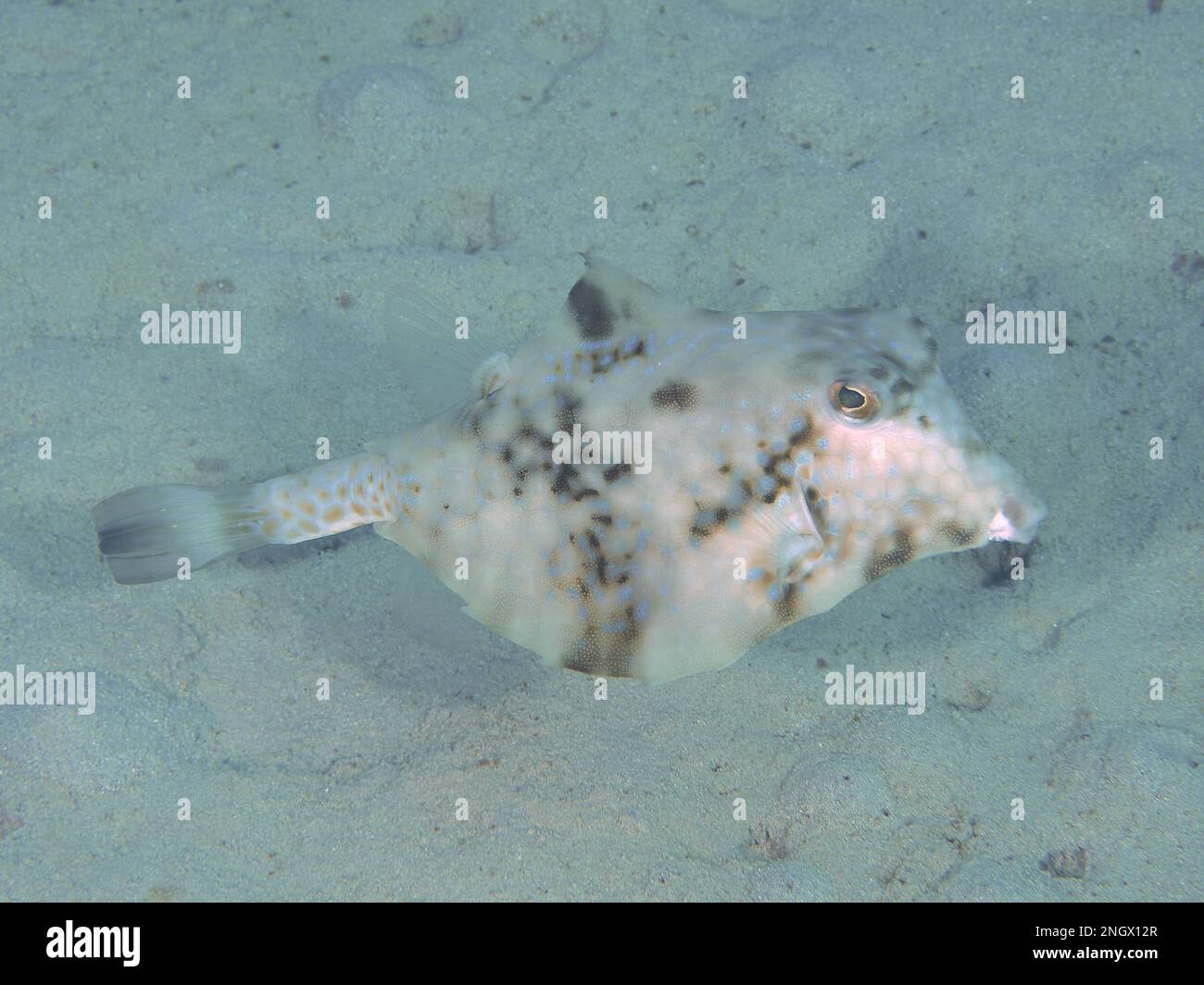 Pyramid Trunkfish (Tetrasomus gibbosus), House Reef Dive Site, Mangrove ...