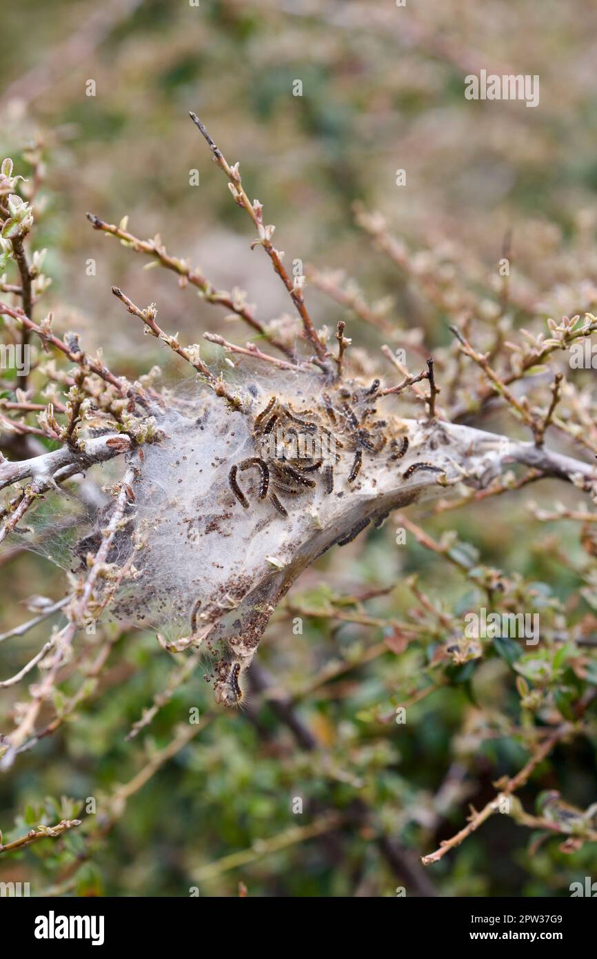 An infestation of the brown-tail moth caterpillar Stock Photo - Alamy