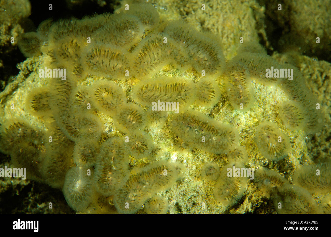 freshwater bryozoan Cristatella mucedo Stock Photo - Alamy