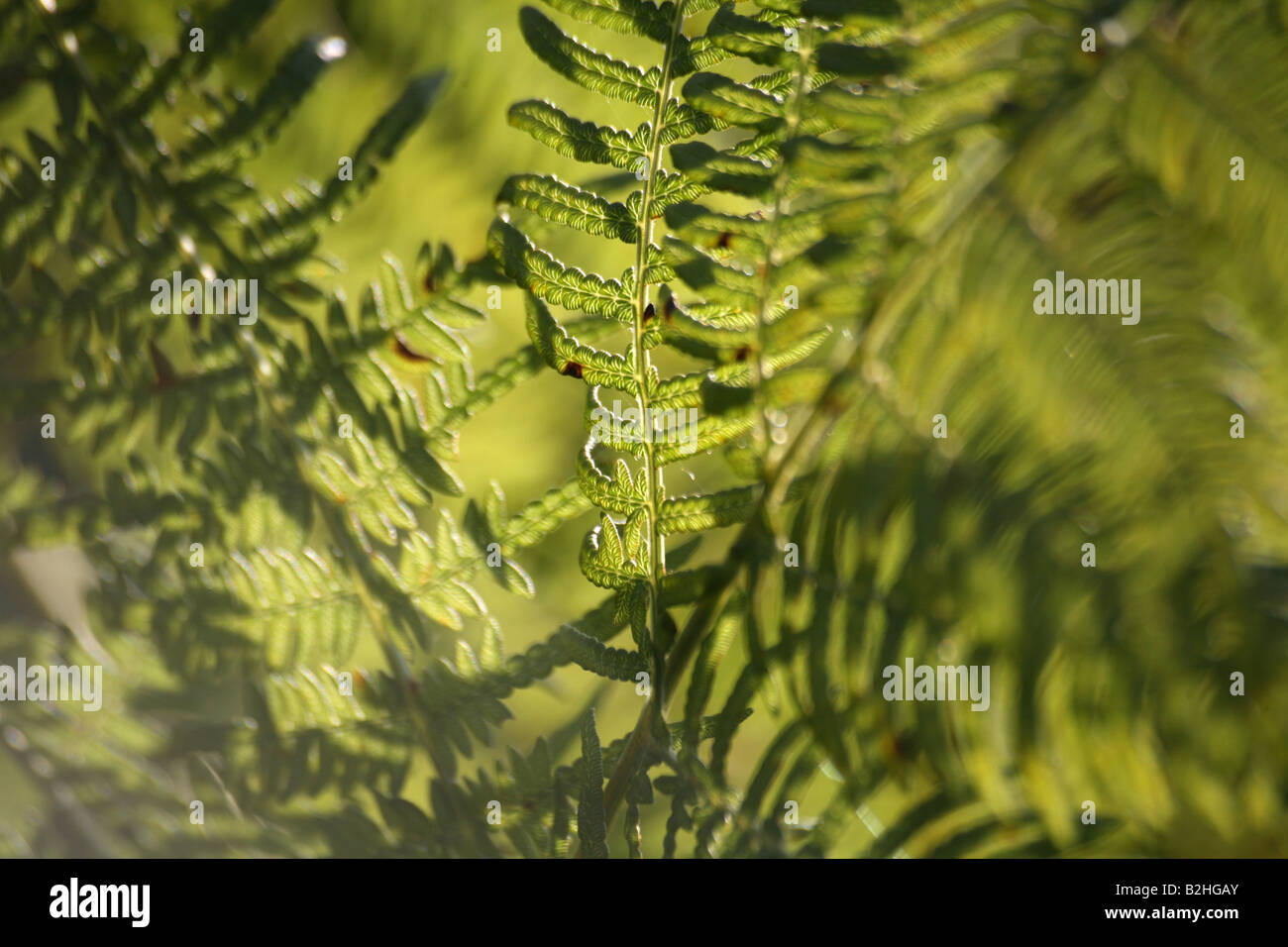 brake fern Pteridophyta still stills background backgrounds patterns ...