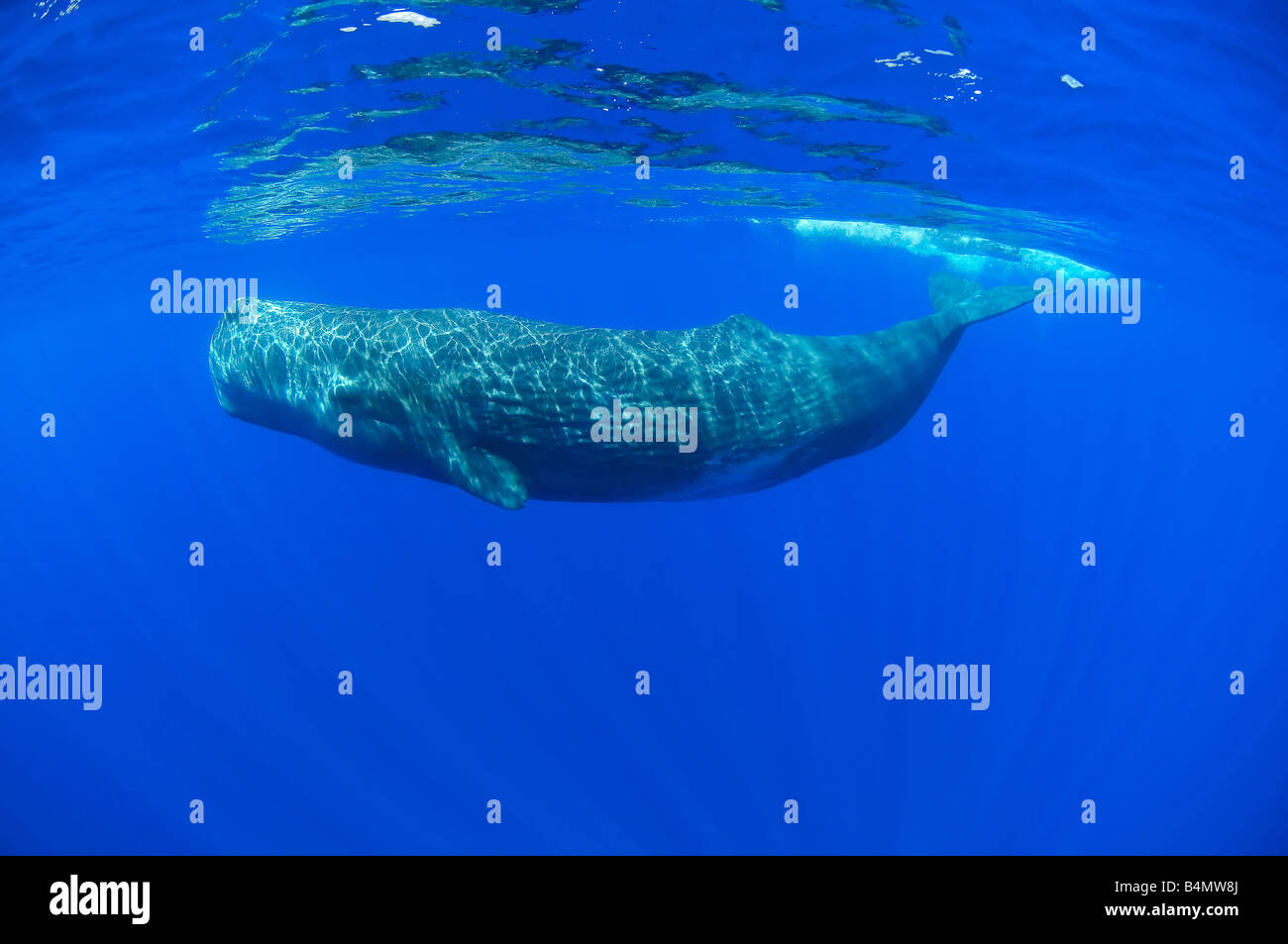 sperm whale underwater, Physeter catodon, Physeter macrocephalus Stock ...