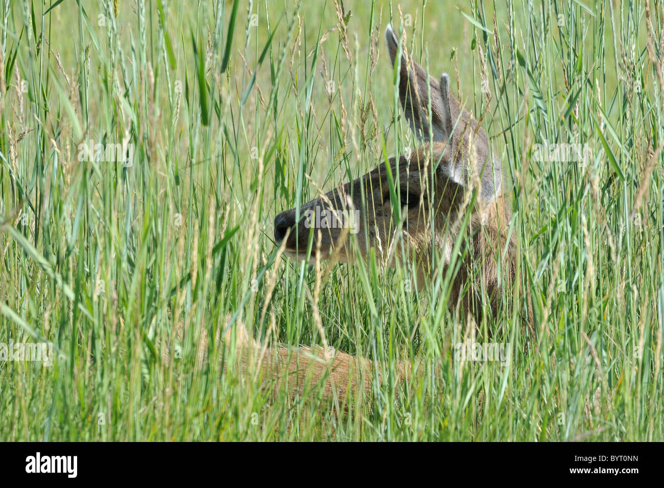 Doe, Does, Female Deer, Mule Deer Stock Photo - Alamy