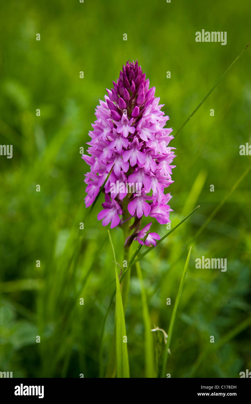 Orchid, Liliental, Baden-Wuerttemberg, Germany, Europe Stock Photo - Alamy
