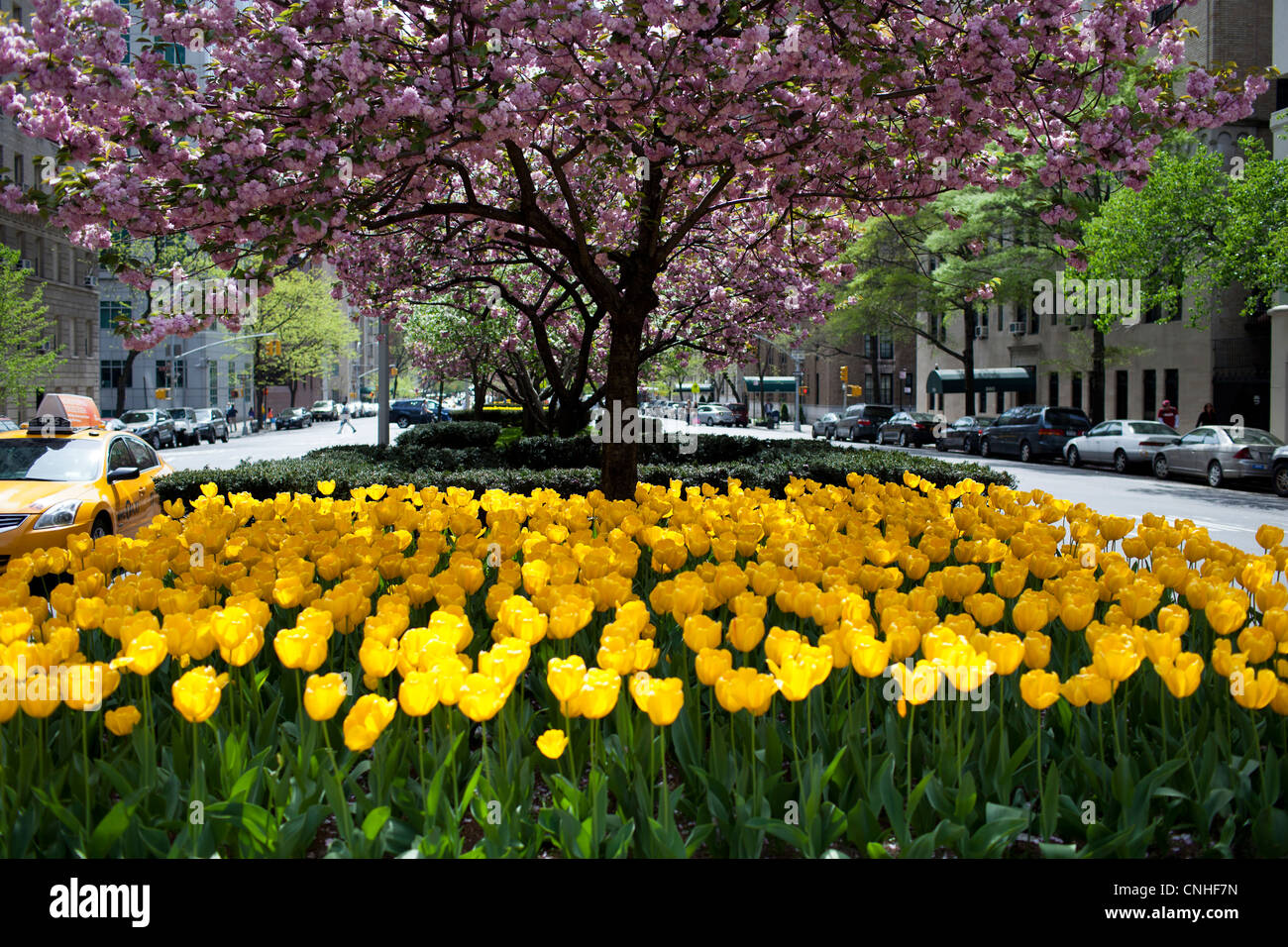 Tulips and flowering trees line a median on Park Avenue in New York ...