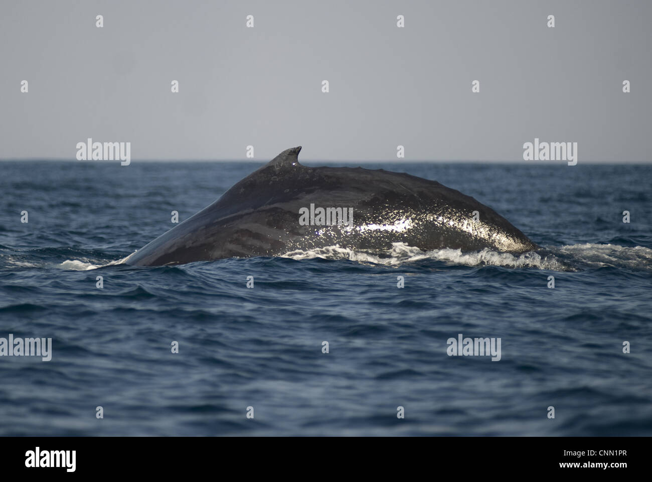 Humpback Whale Megaptera novaeangliae adult dorsal fin surface sea ...