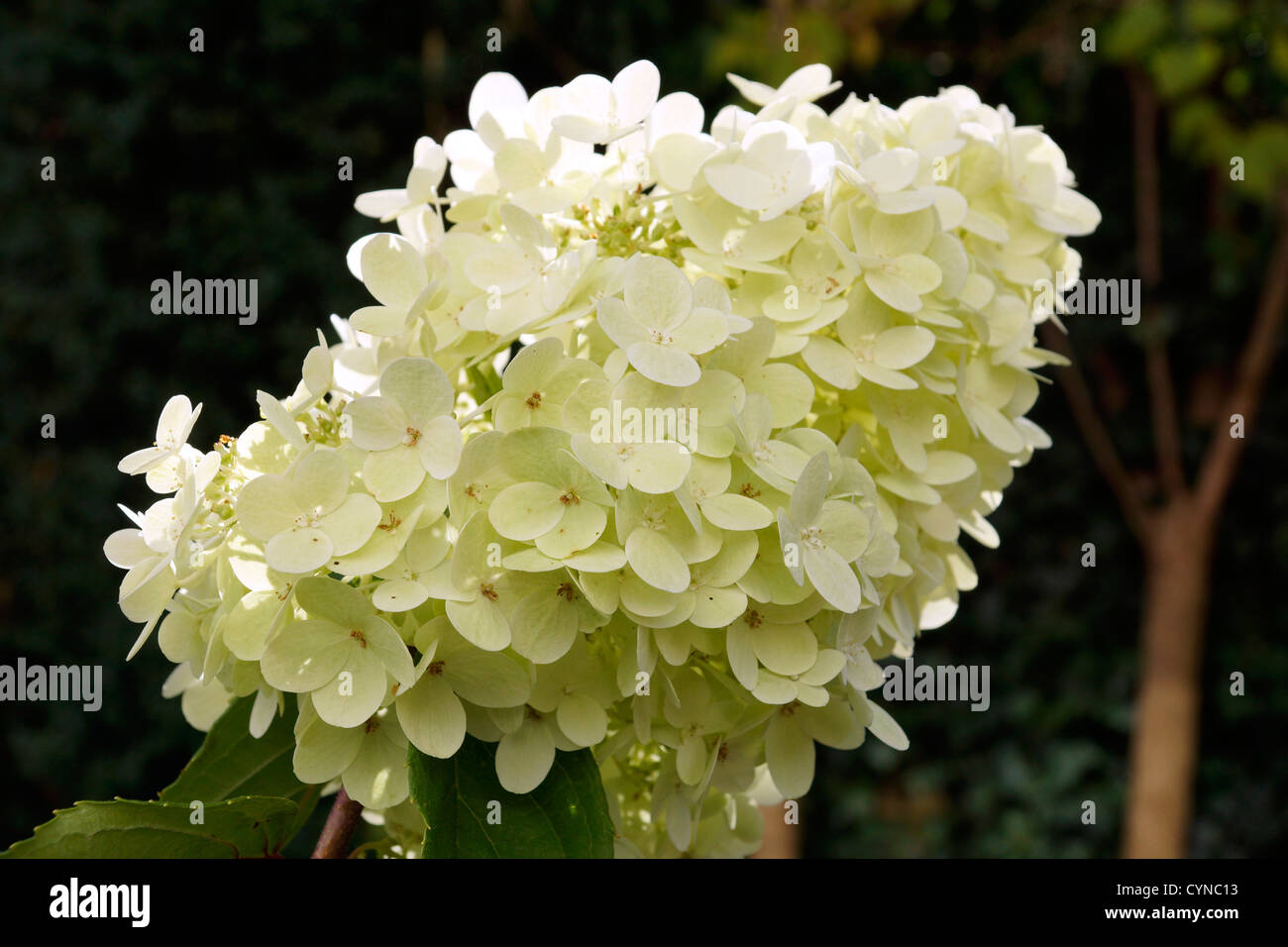 Flowering panicle hydrangea (Hydrangea paniculata Stock Photo - Alamy