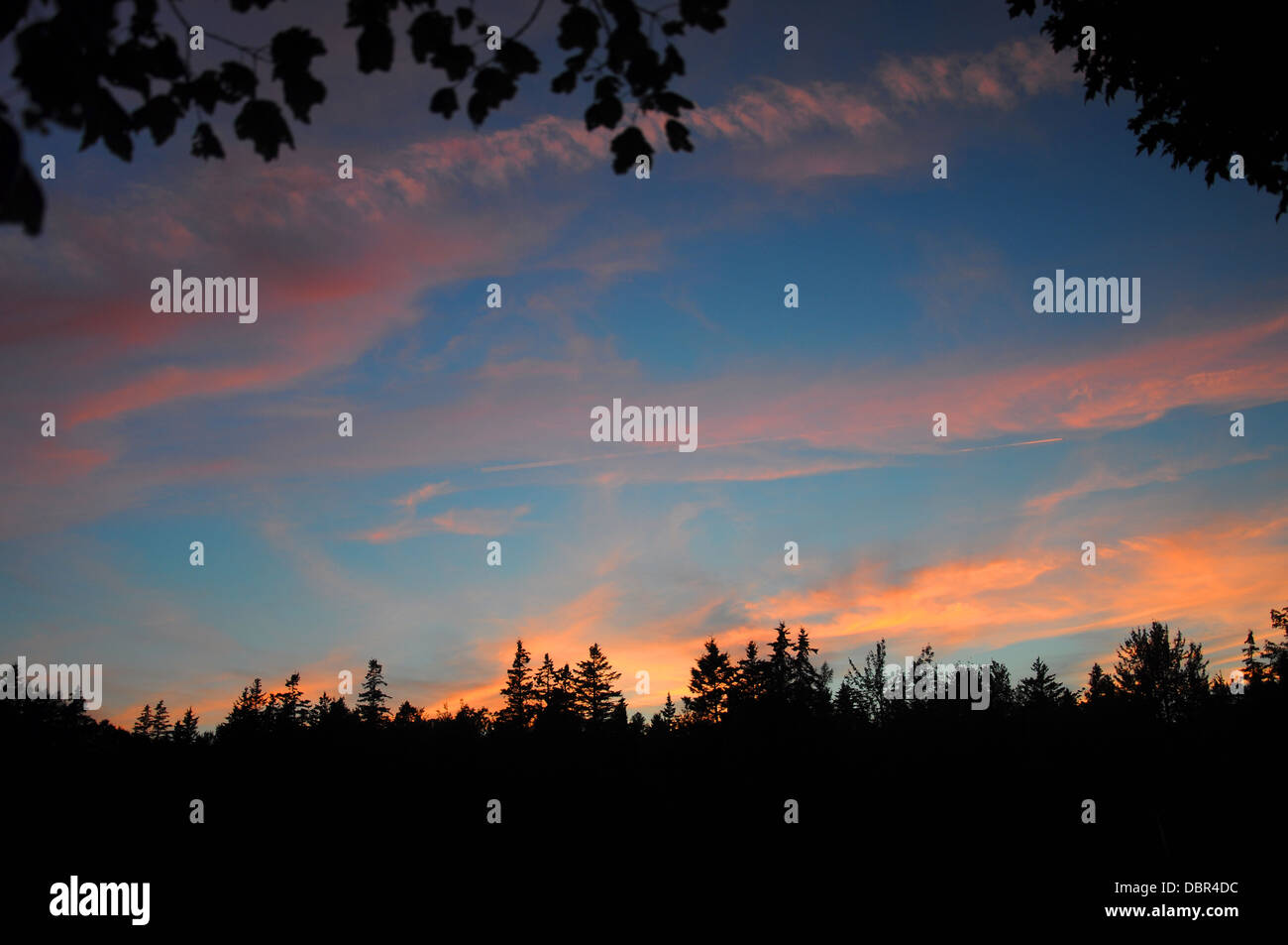 Blue and Pink sunset over a tree line Stock Photo - Alamy