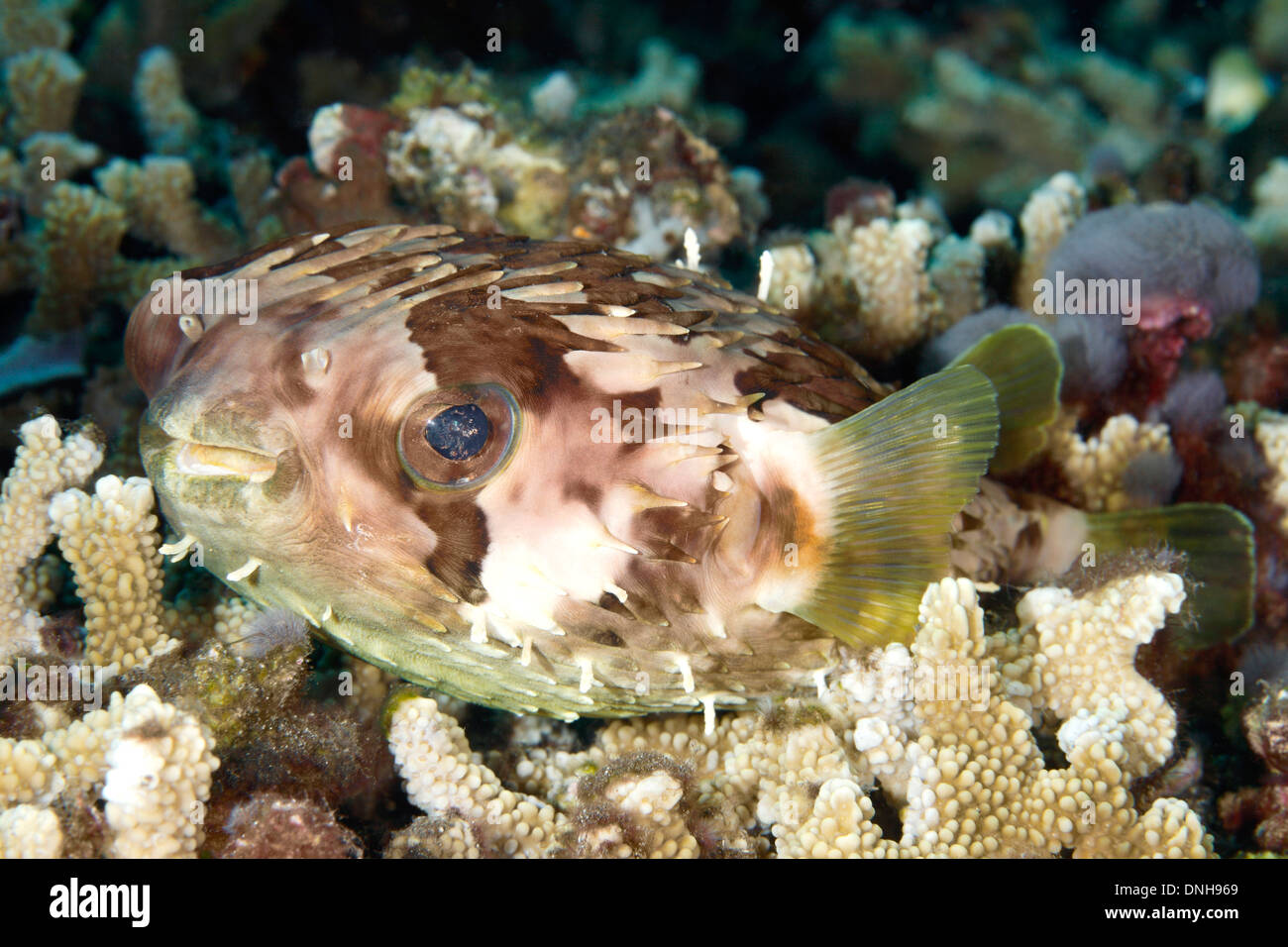 Orbicular Burrfish, also known as a Birdbeak Burrfish or Shortspine ...