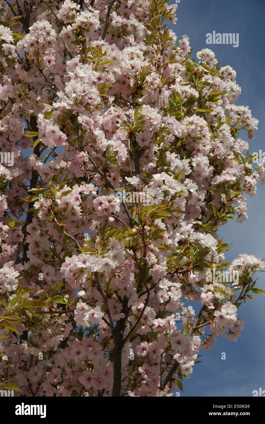 Fastigiate flowering cherrytrees Stock Photo - Alamy