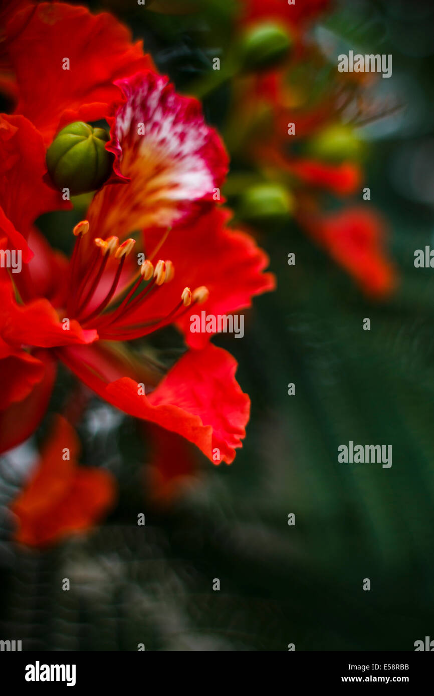 Flamboyant (flame tree) flower Stock Photo - Alamy