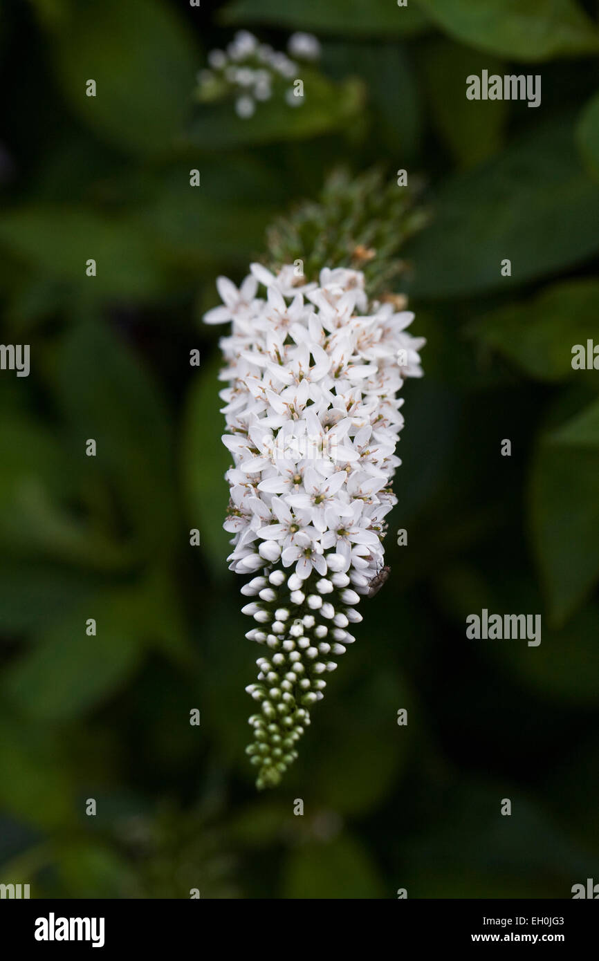 Lysimachia clethroides flower Stock Photo - Alamy