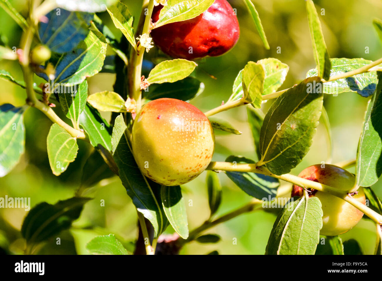 Zizyphus jujuba Fruit Stock Photo - Alamy