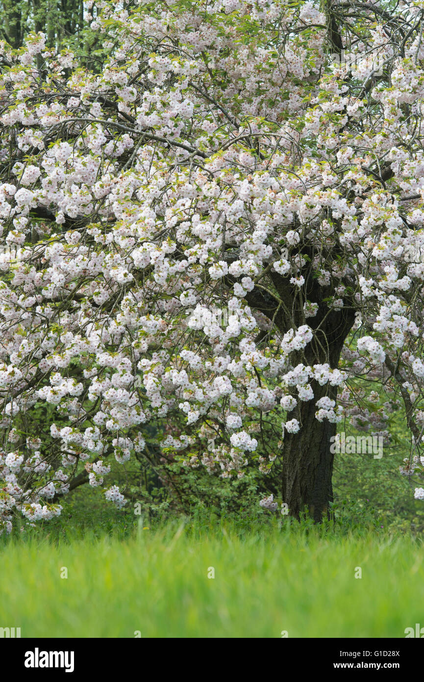 Prunus choshu hizakura. Japanese Cherry tree in blossom in spring Stock ...