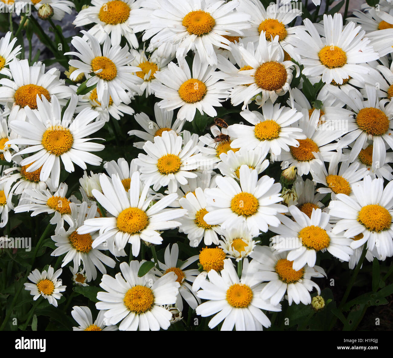 Large white daisy flowers chrysanthemum leucanthemum in a perennial ...