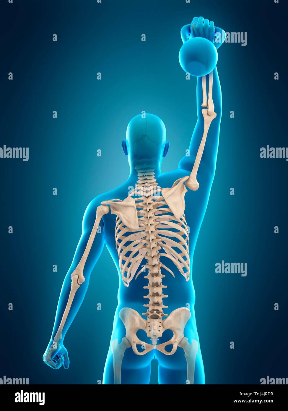 Skeletal structure of person lifting kettle bell, illustration Stock ...