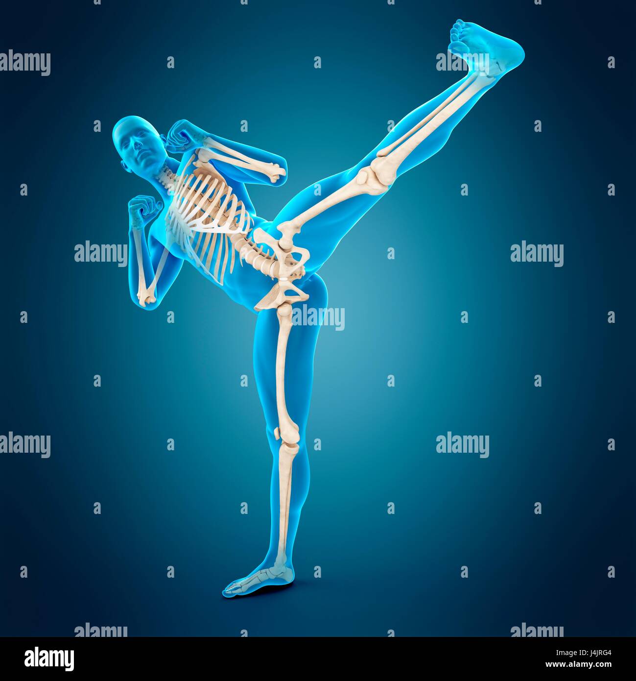 Skeletal structure of person doing high kick, illustration Stock Photo ...