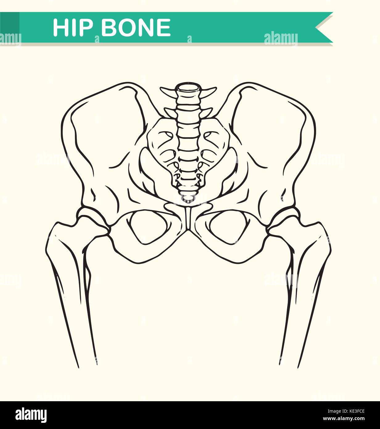 Human Hip Bone On Paper Illustration Stock Vector Image And Art Alamy