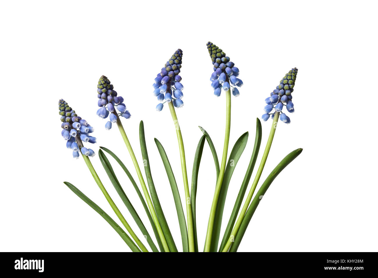 Blue Muscaria Flowers isolated on white background Stock Photo - Alamy