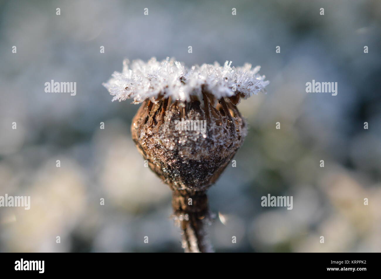 poppy winter in Stock Photo - Alamy