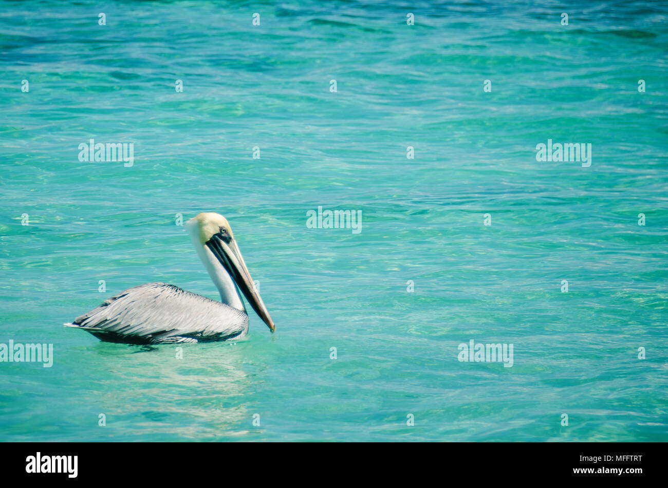 Pelican in the Puerto Morelos town at Quintana Roo State, Mexico Stock ...