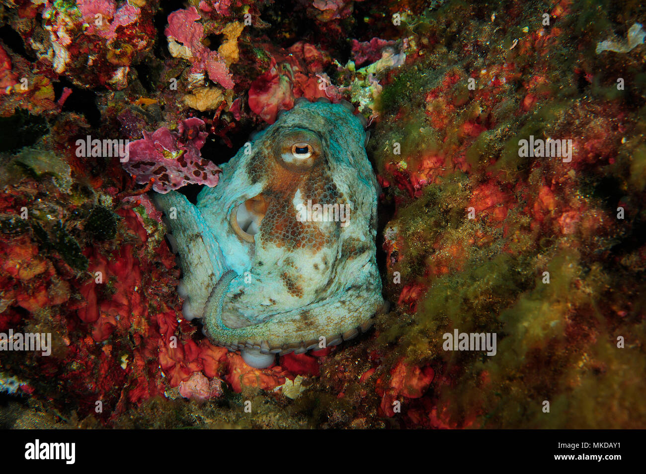 Common Octopus (Octopus vulgaris), Sea Lion Dive Site, Saint Raphael ...