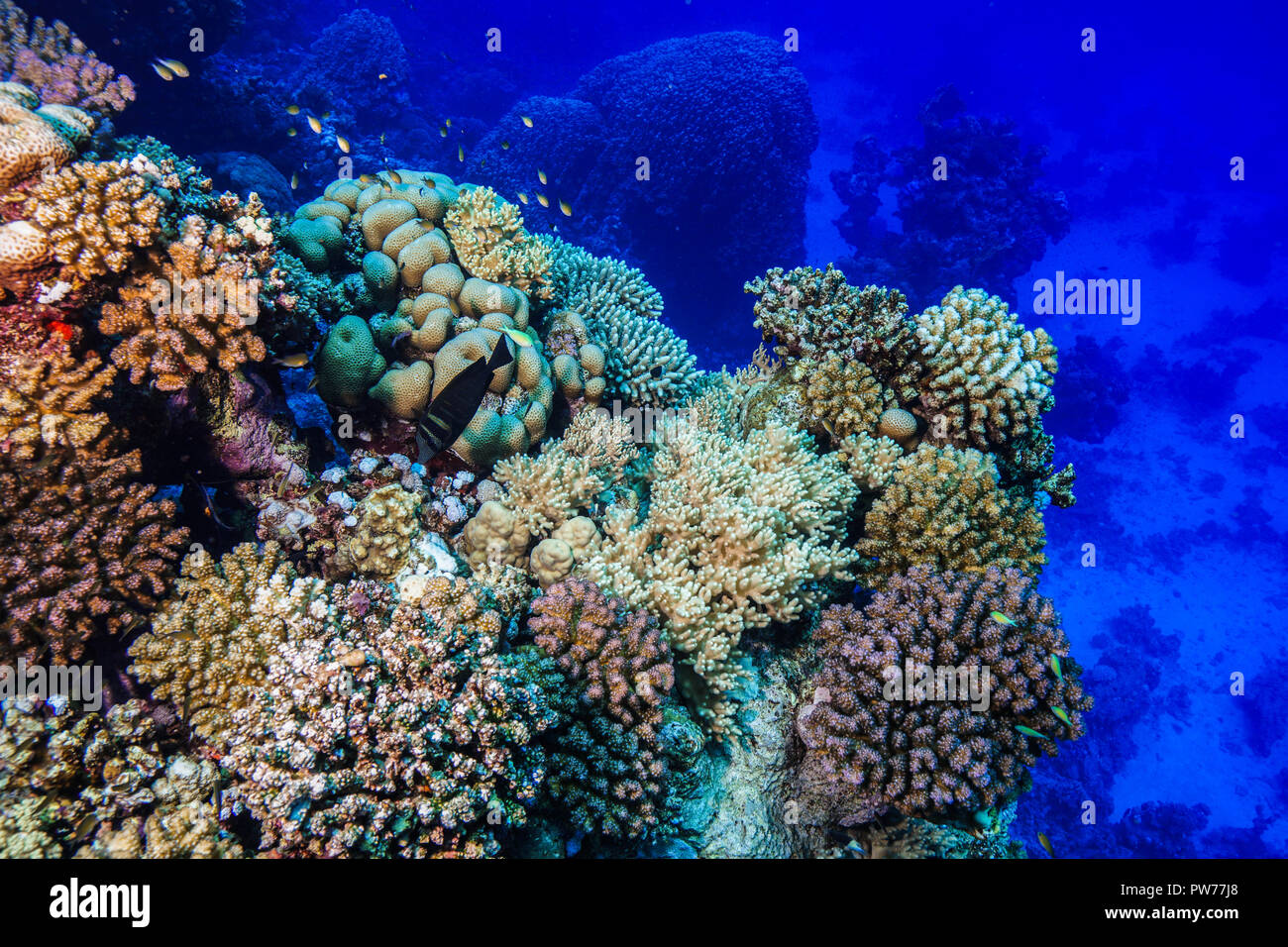 Coral Reef at the Red Sea Egypt Stock Photo - Alamy