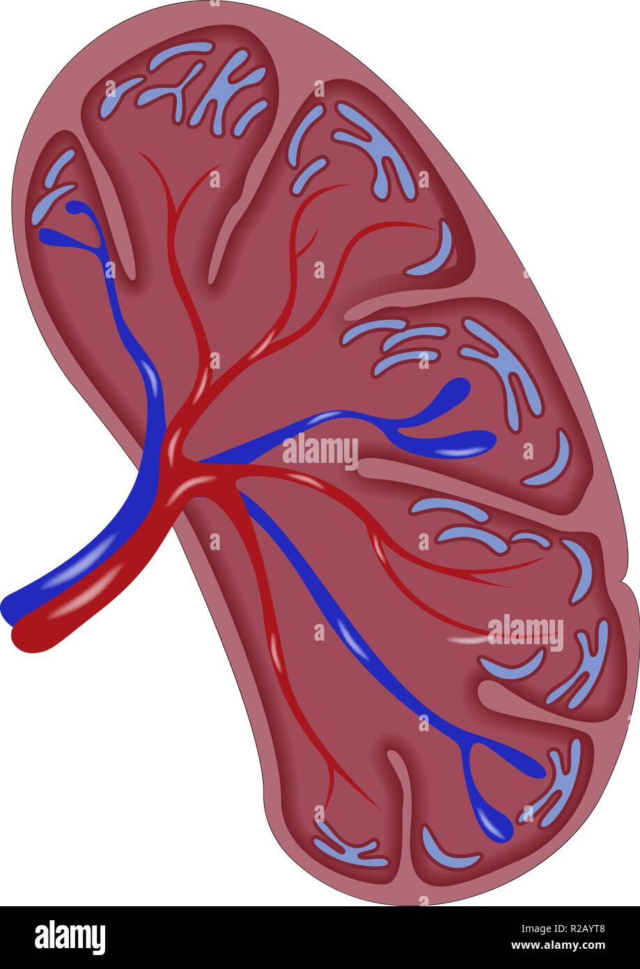 Half cut spleen icon. Realistic illustration of half cut spleen vector ...
