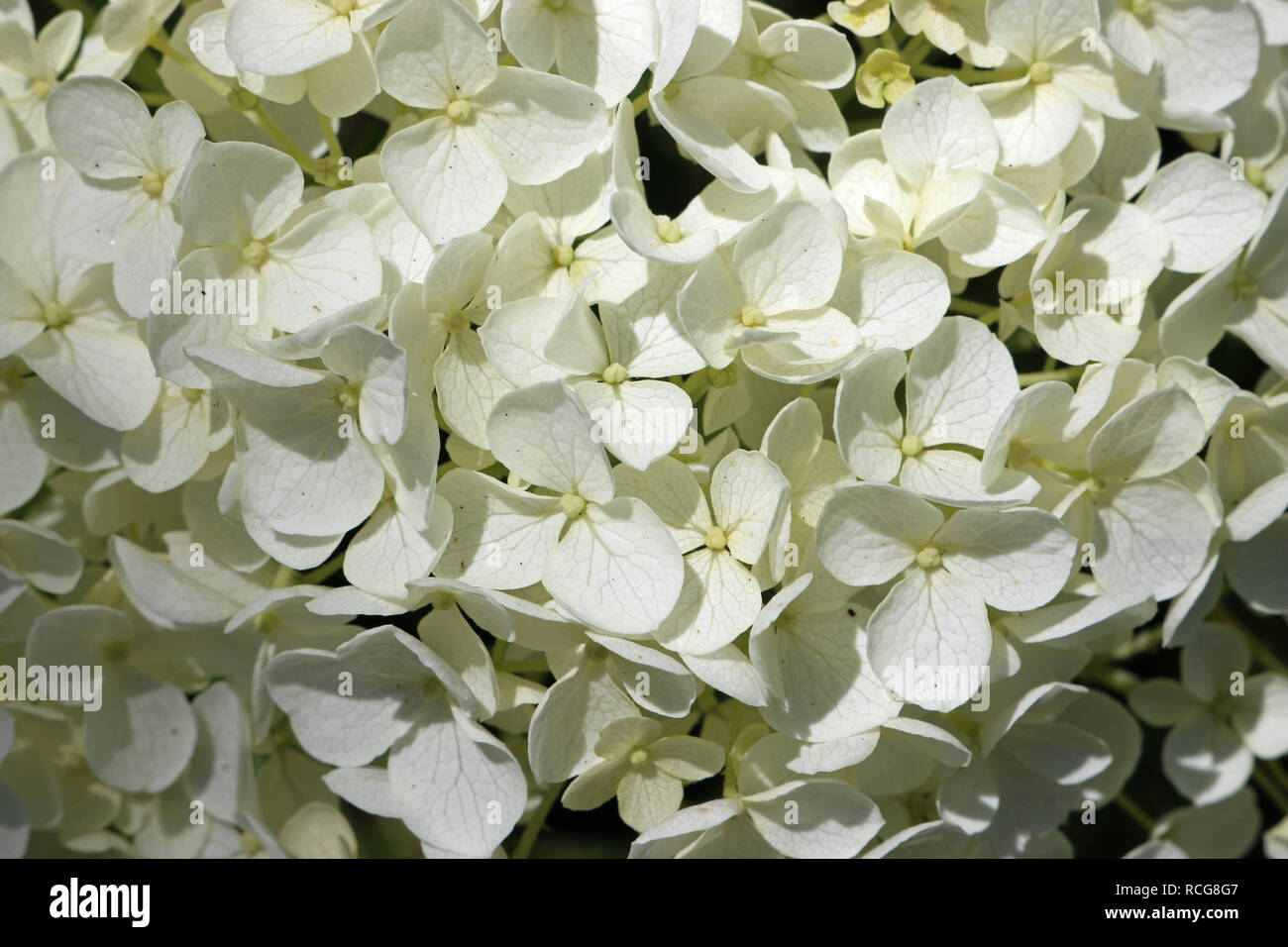 White mophead Hydrangea flowers with delicate veins in the petals and ...