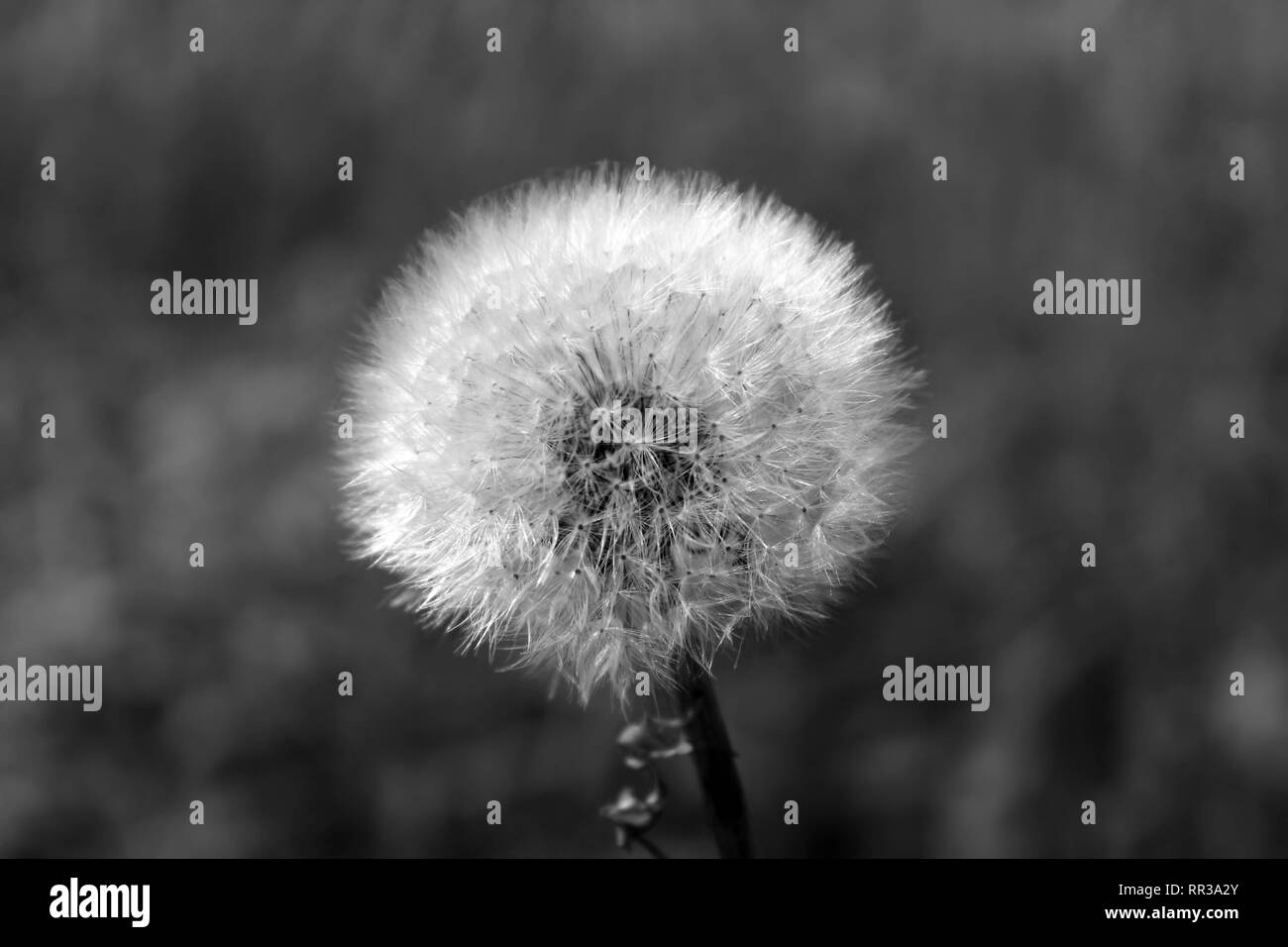 isolated dandelion clock in black and white Stock Photo - Alamy