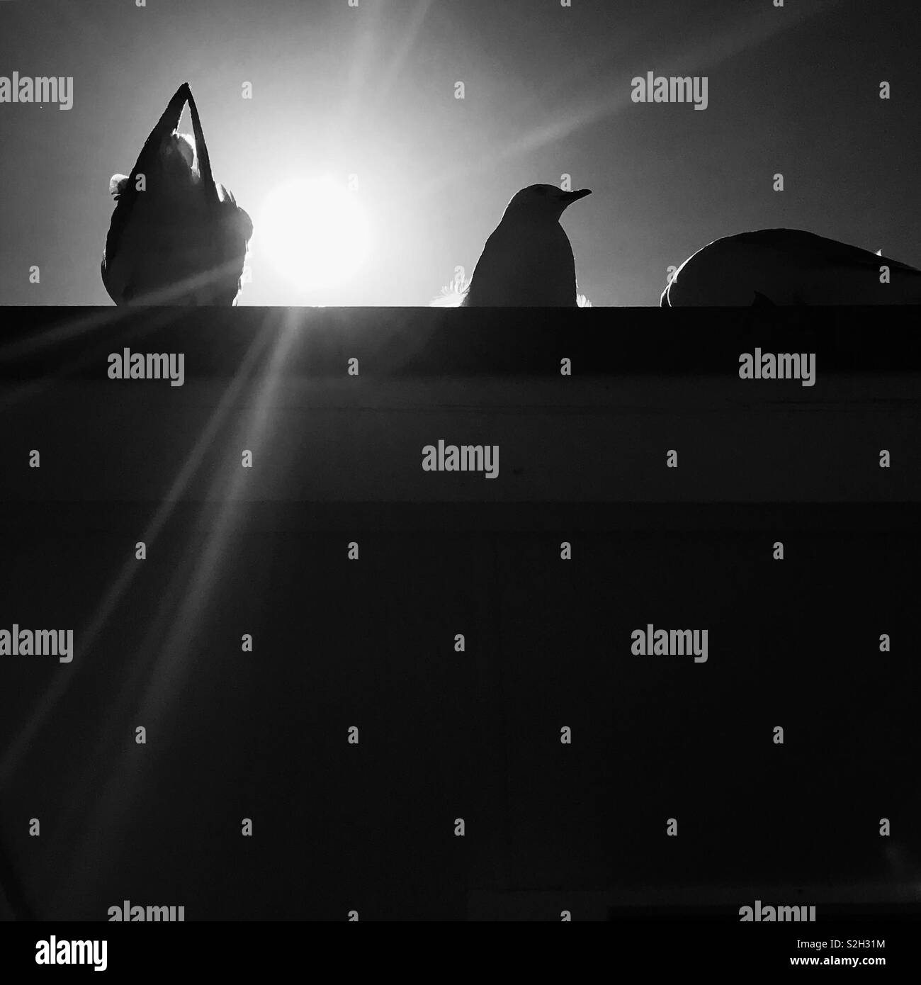 Rooftop silhouettes Stock Photo - Alamy