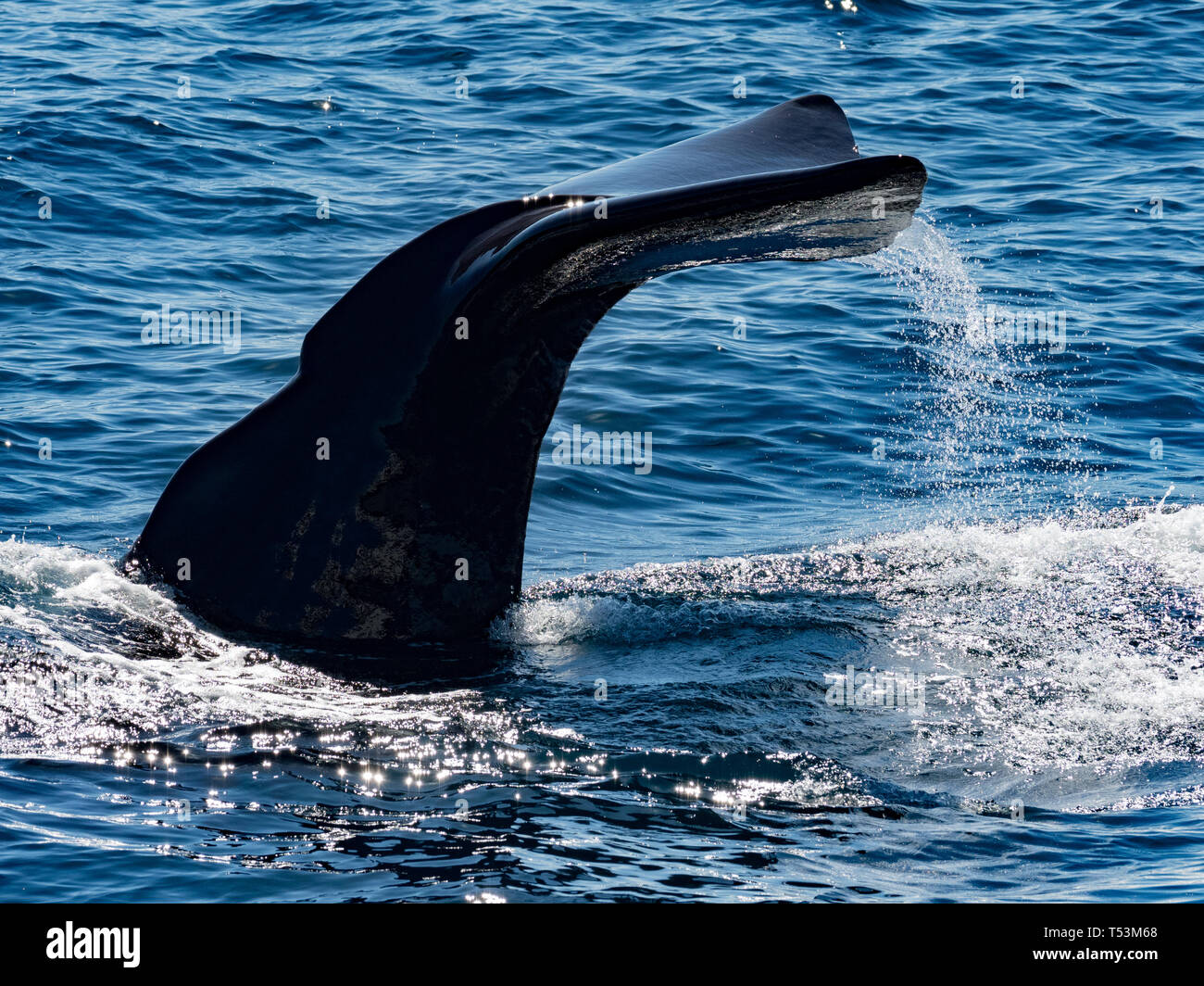 A sperm whale, Physeter macrocephalus, largest toothed whale, showing ...
