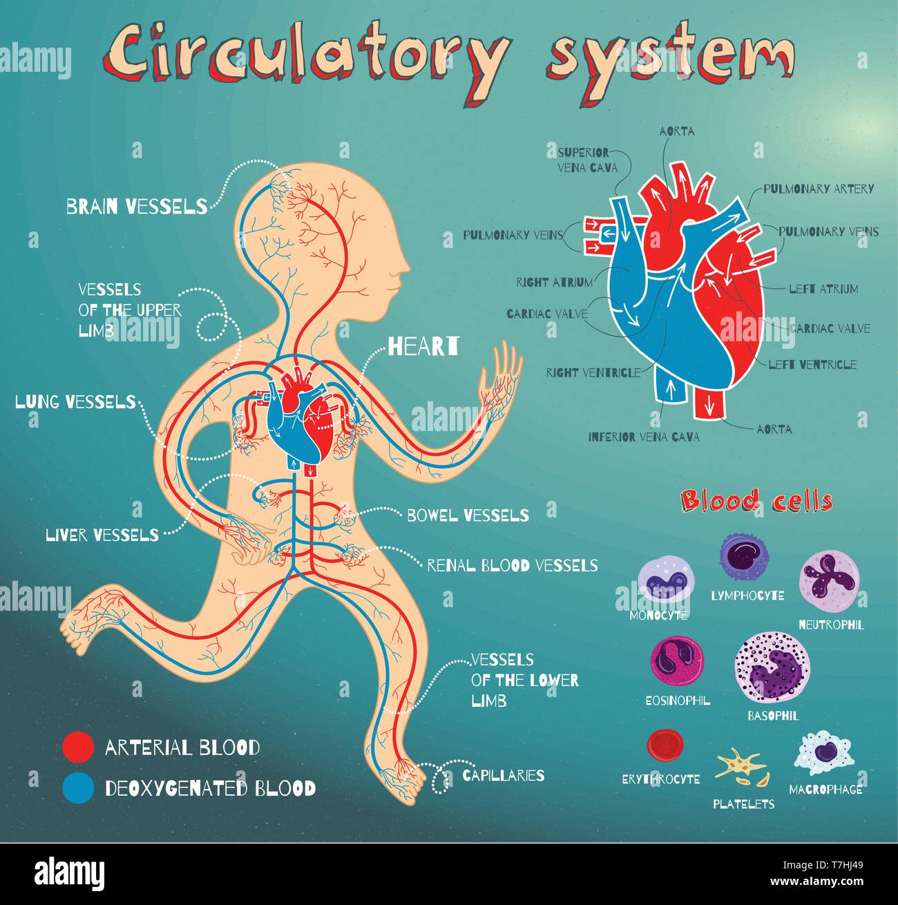 Human circulatory system for kids. Vector color cartoon illustration. Human  cardiovascular anatomy scheme. Types of blood cells. The structure of huma  Stock Vector Image & Art - Alamy
