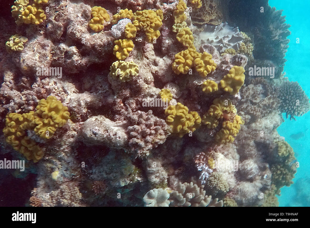 Coral at Nathan Reef, Great Barrier Reef, Queensland Stock Photo - Alamy