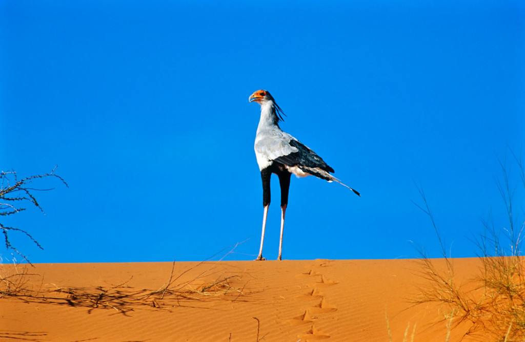 Secretary Bird (Sagittarius serpentarius), Namibia, Africa