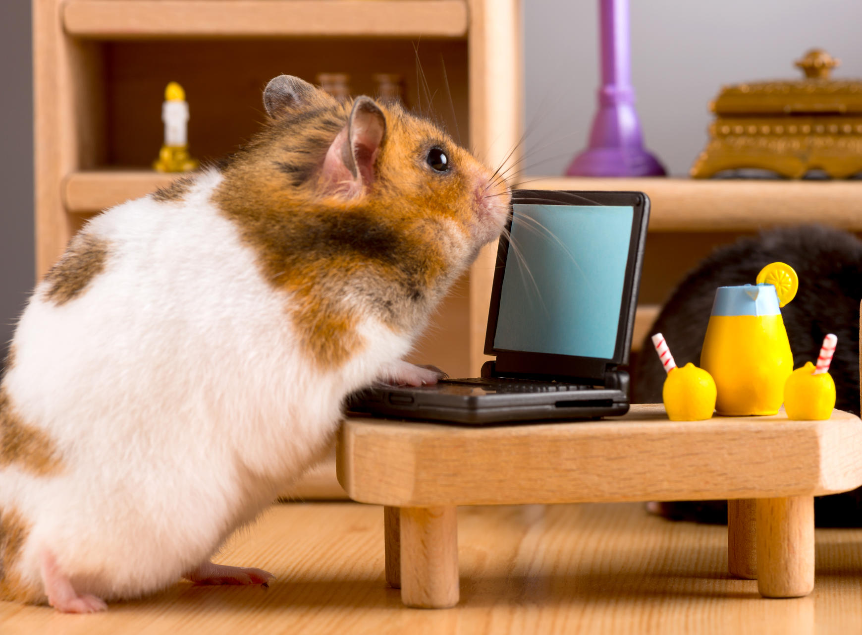 Business hamster check your E'mail on a laptop