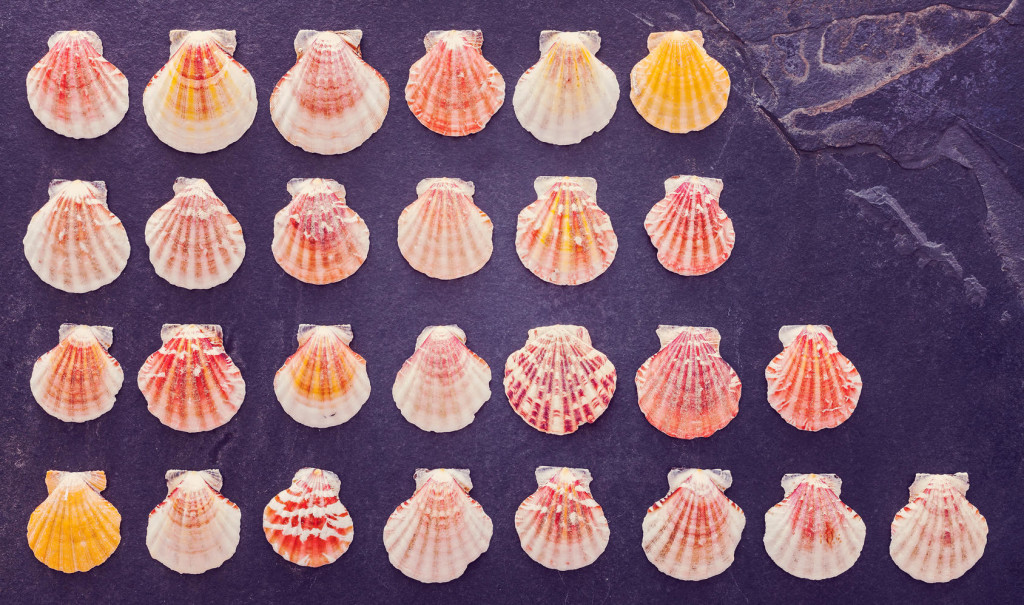 Vintage stylized colorful shells on dark stone background.