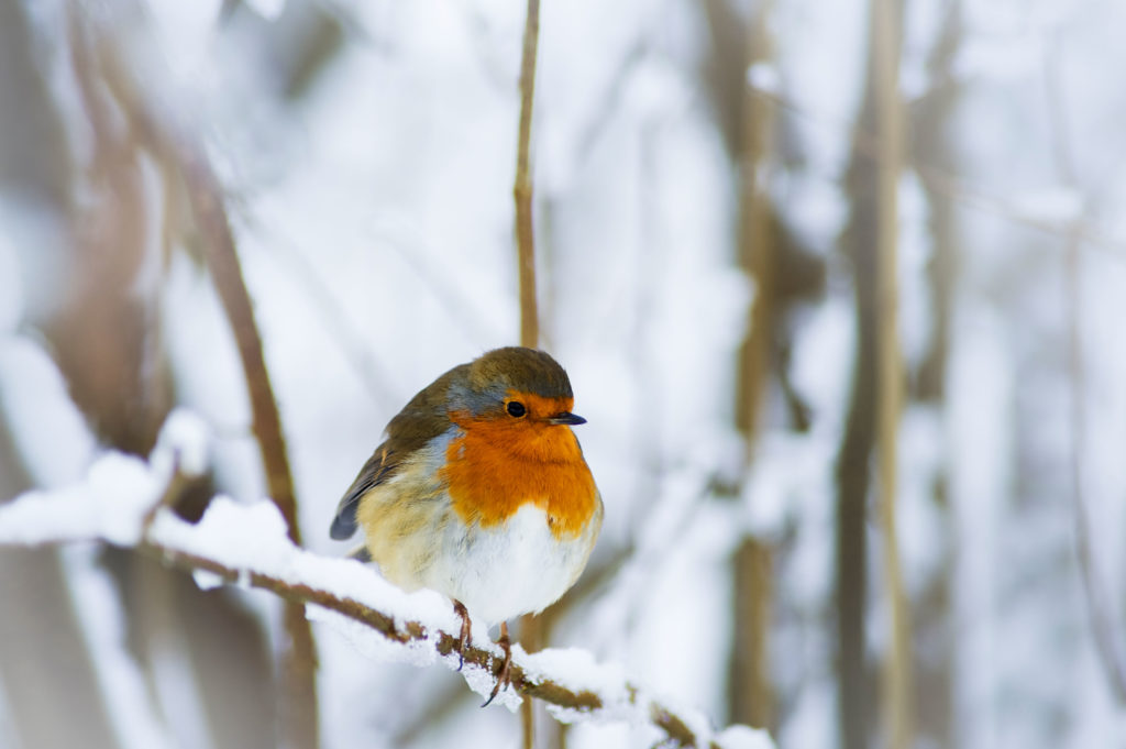 Red Robin on branch in winter. 