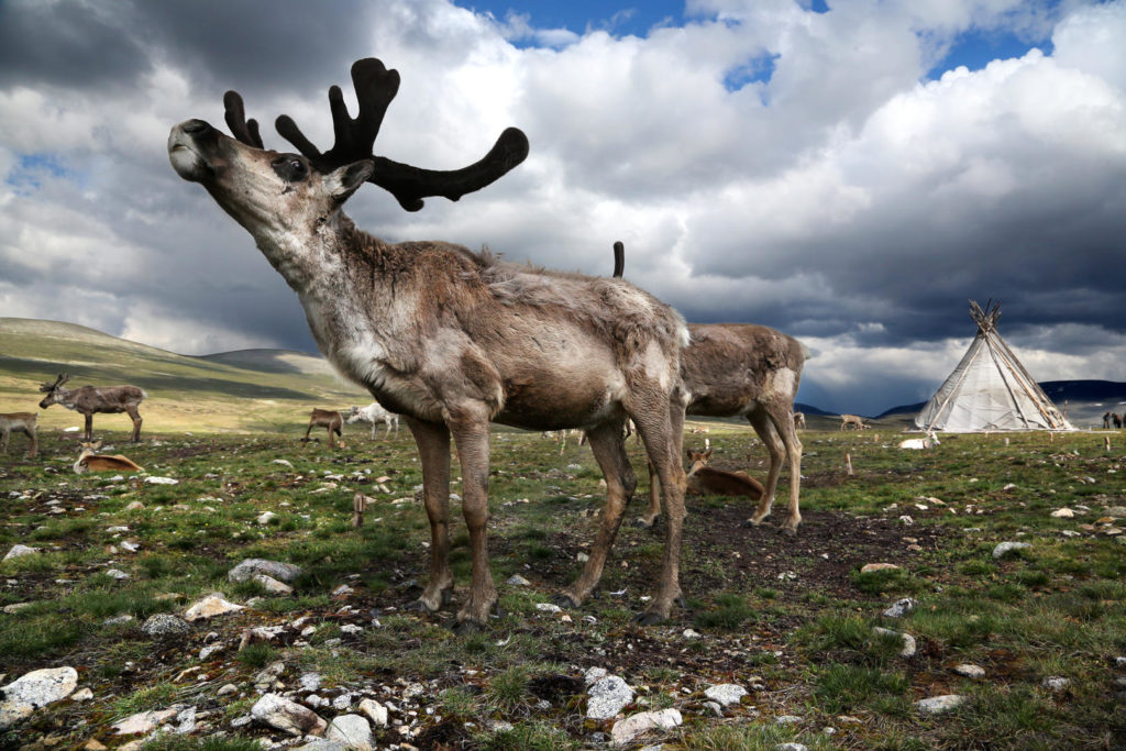 Mongolia Tsaatan nomads - reindeer people - tribe - people living with reindeer in Central Asia