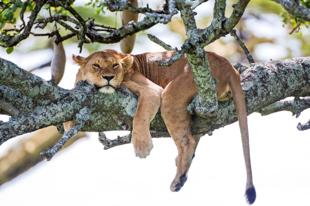 Lioness (Panthera leo) resting in a tree Photographed in Tanzania