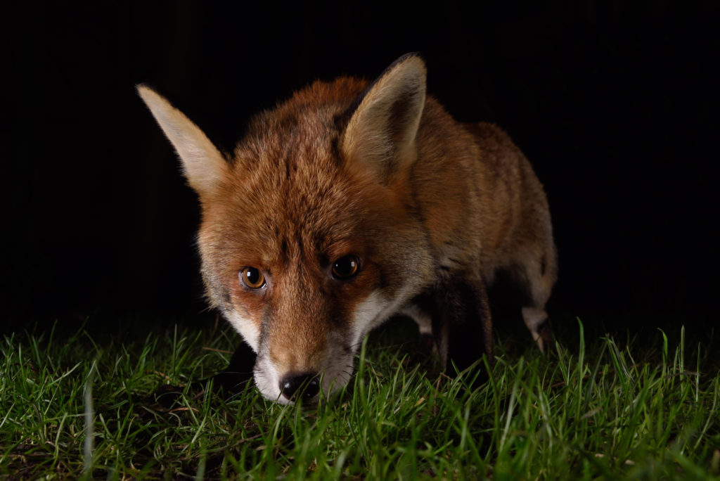 Urban fox at night visiting a South London garden