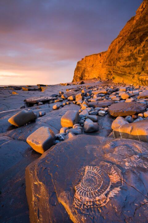 Golden hour. Ammonite fossils embedded in the rocks at Kilve, Somerset, England. Spring (May) 2009. N/A